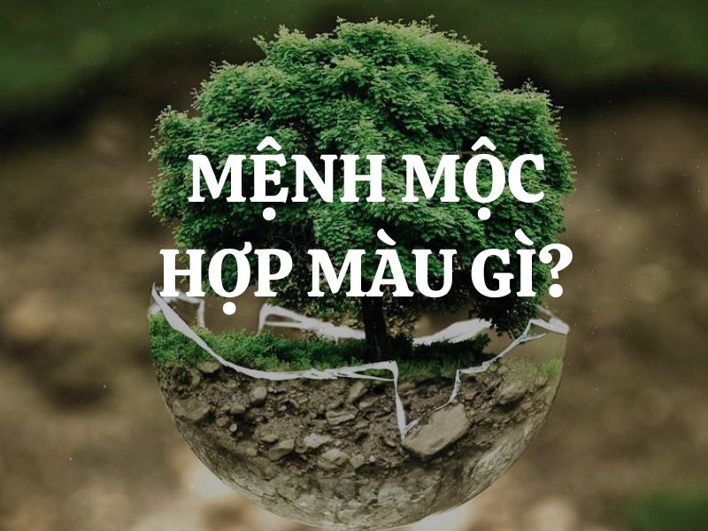 Mệnh Mộc hợp màu gì và không hợp màu gì? Ứng dụng màu sắc trong thiết kế nội thất nhà ở